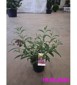 Buddleja dav. 'Pink Delight' C 2,5 L